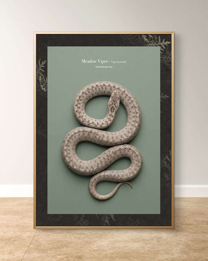 Meadow Viper - Vipera ursinii