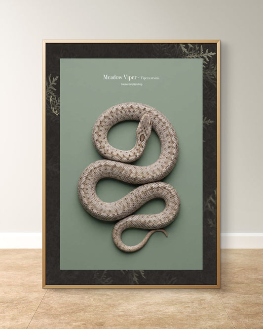 Meadow Viper - Vipera ursinii