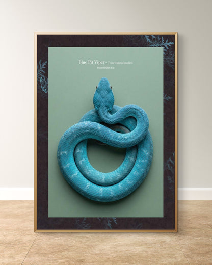 Blue Pit Viper - Trimeresurus insularis