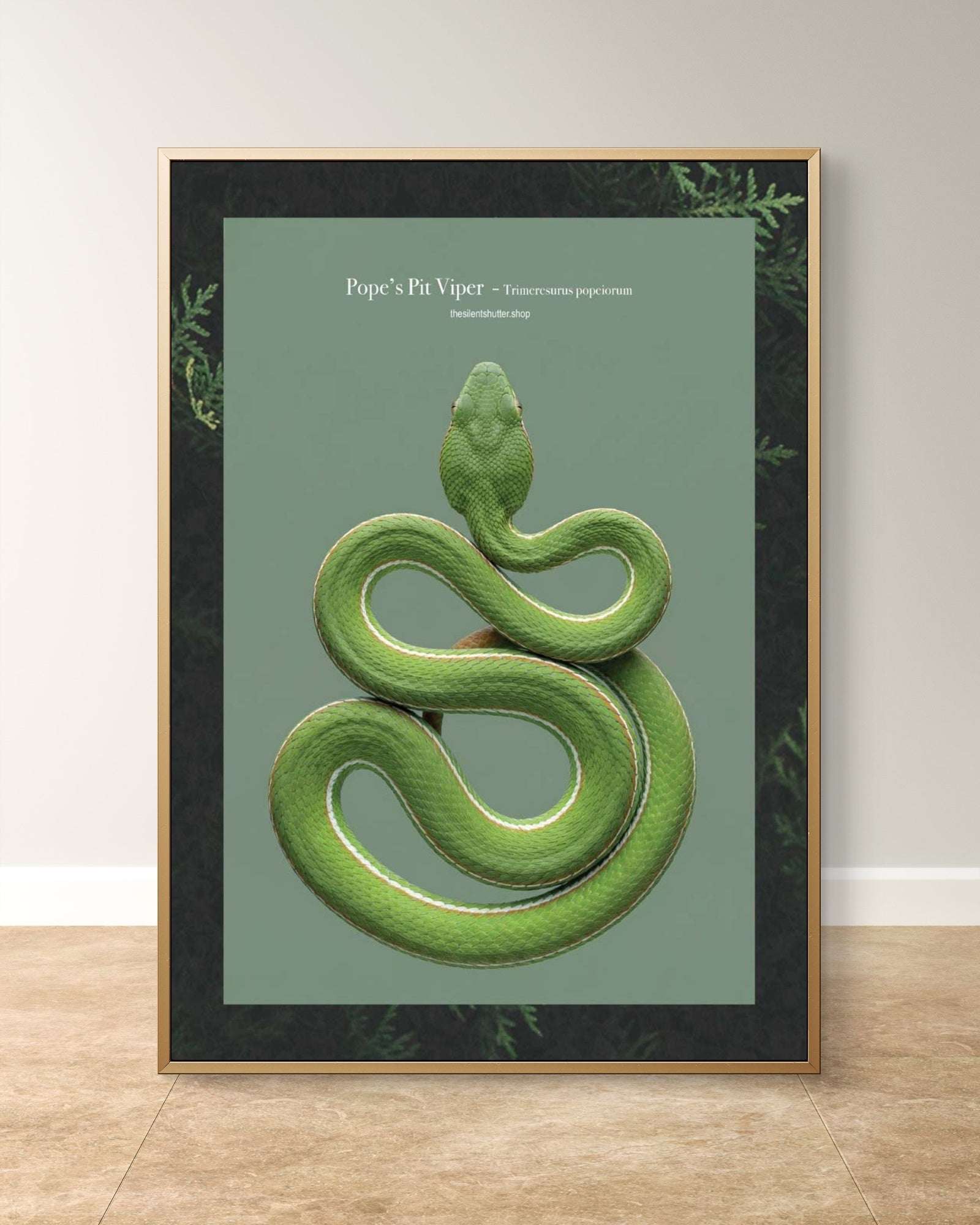 Pope’s Pit Viper - Trimeresurus popeiorum