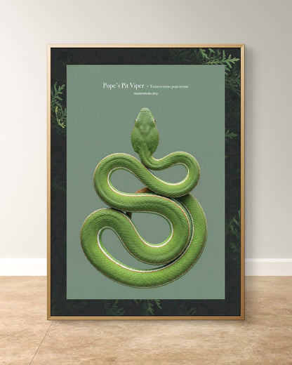 Pope’s Pit Viper - Trimeresurus popeiorum