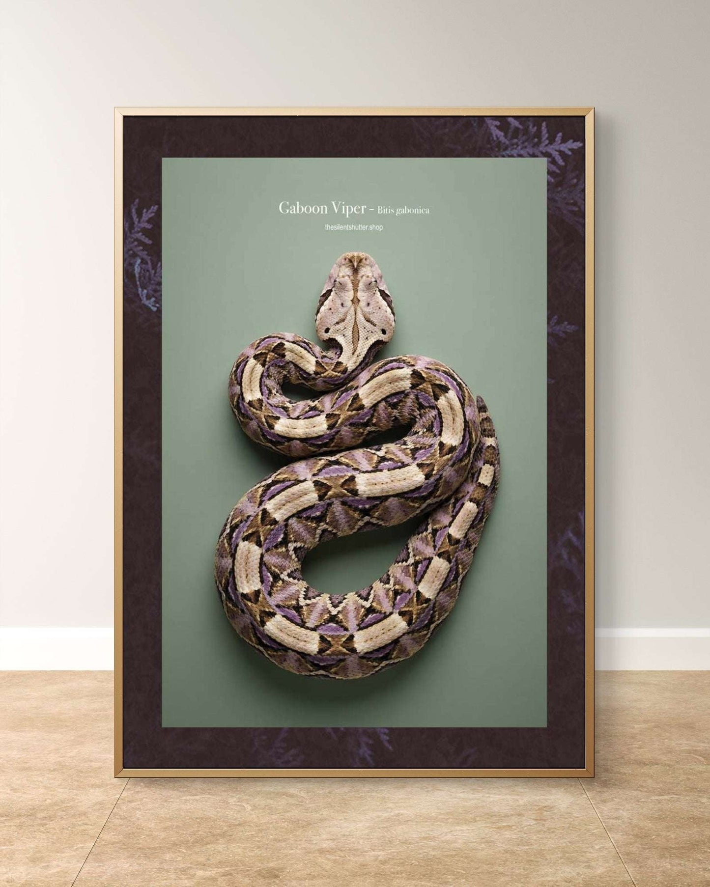 Gaboon Viper - Bitis gabonica