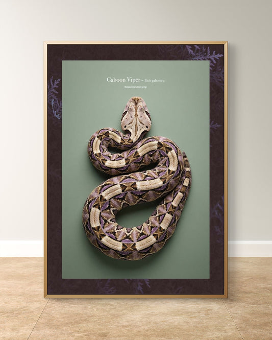 Gaboon Viper - Bitis gabonica
