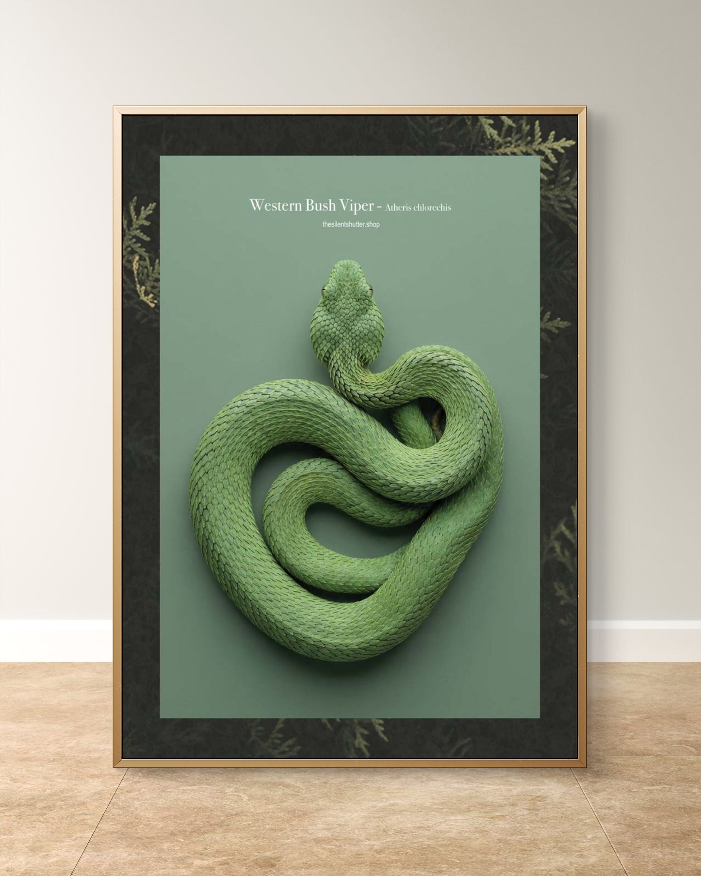 Western Bush Viper  - Atheris chlorechis