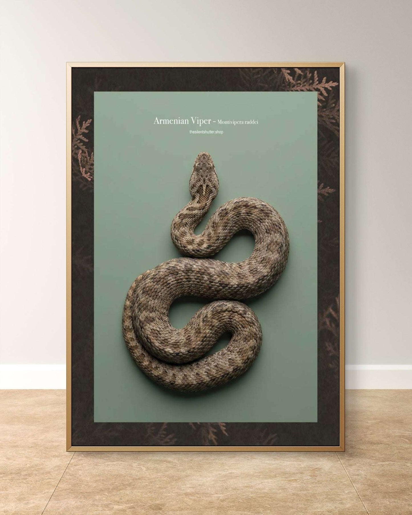 Armenian Viper - Montivipera raddei