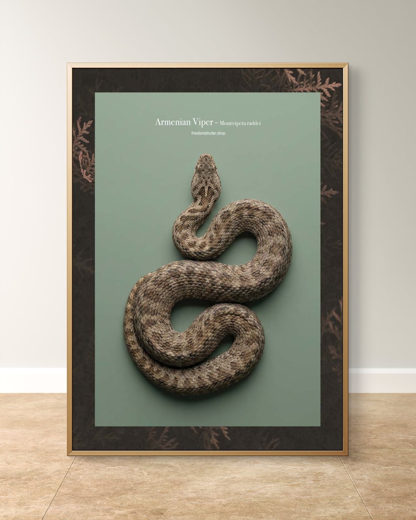 Armenian Viper - Montivipera raddei