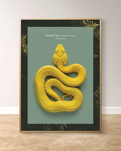 Eyelash Viper - Bothriechis schlegelii