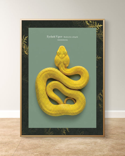 Eyelash Viper - Bothriechis schlegelii