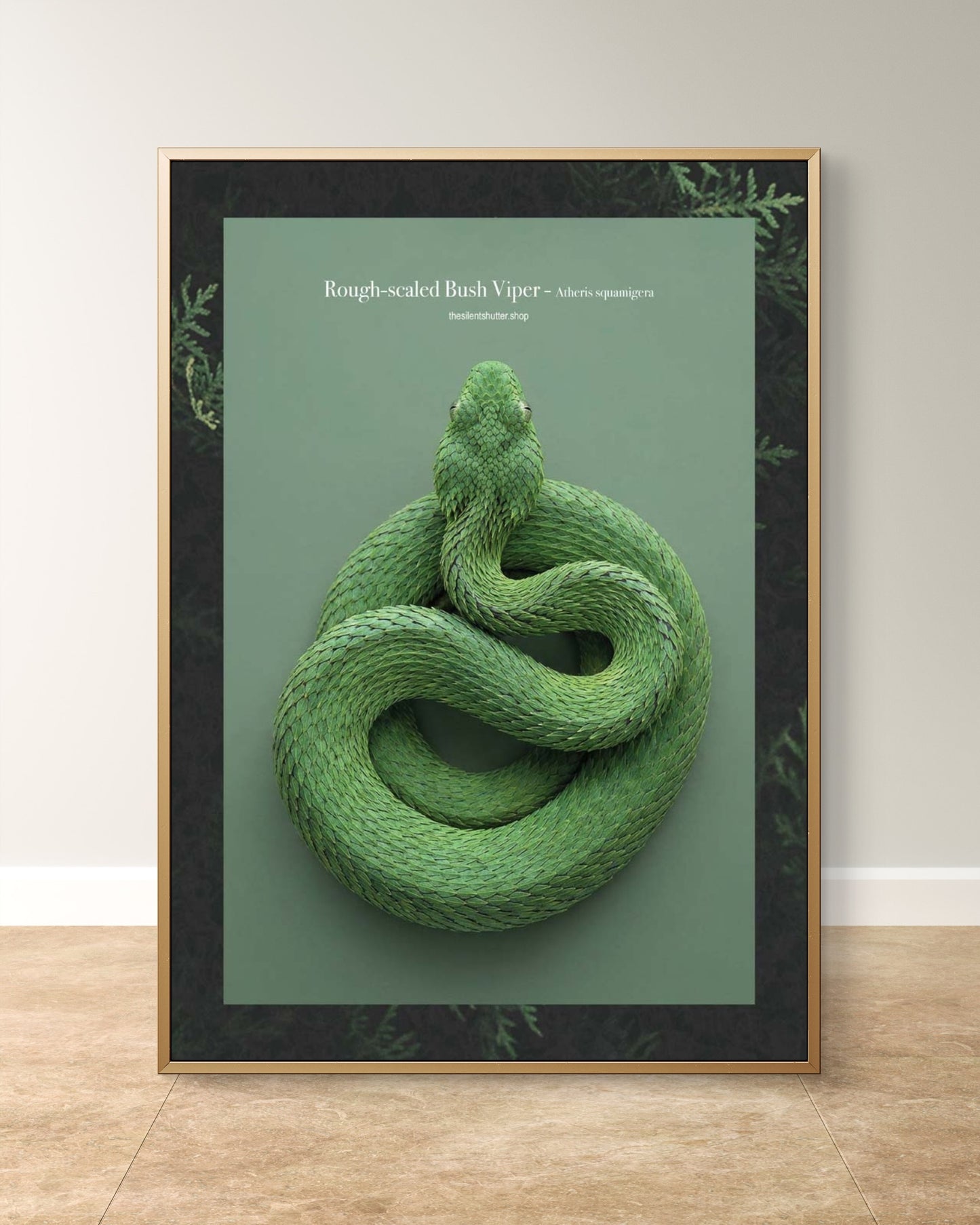 Rough-scaled Bush Viper - Atheris squamigera