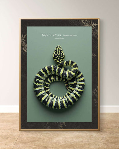 Wagler’s Pit Viper - Tropidolaemus wagleri