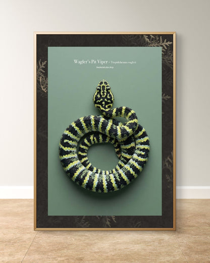 Wagler’s Pit Viper - Tropidolaemus wagleri
