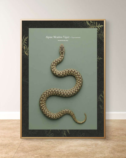 Alpine Meadow Viper - Vipera ursinii