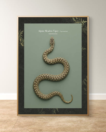 Alpine Meadow Viper - Vipera ursinii