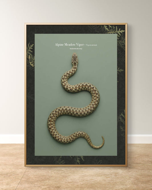 Alpine Meadow Viper - Vipera ursinii