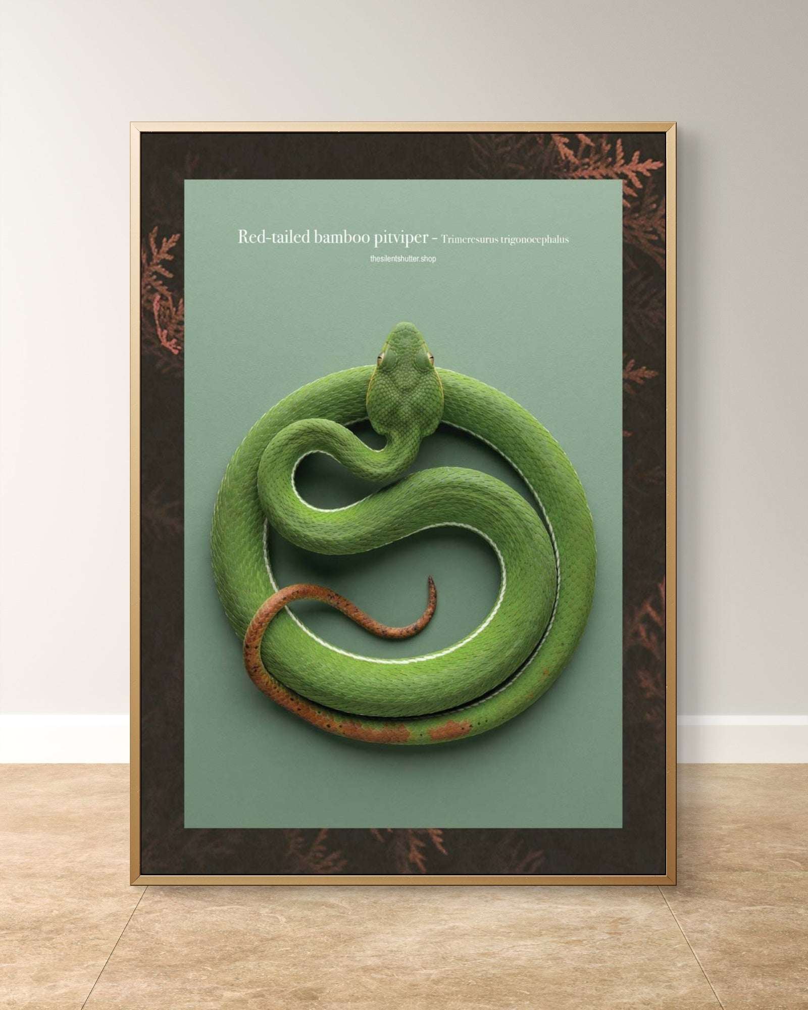 Red-tailed bamboo pitviper - Trimeresurus trigonocephalus