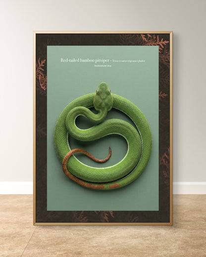 Red-tailed bamboo pitviper - Trimeresurus trigonocephalus