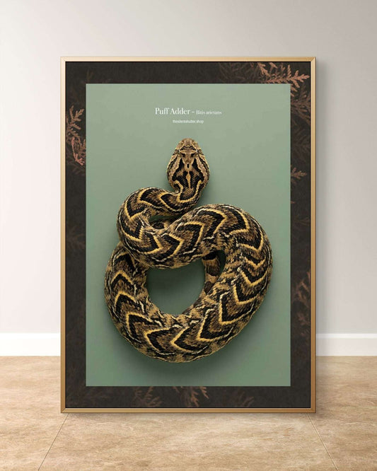 Puff Adder - Bitis arietans