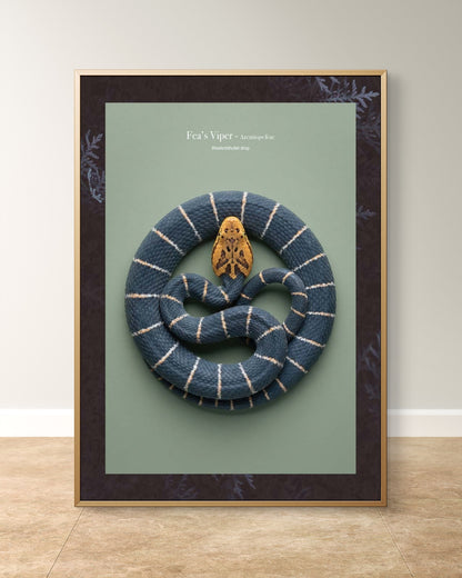 Fea’s Viper - Azemiops feae