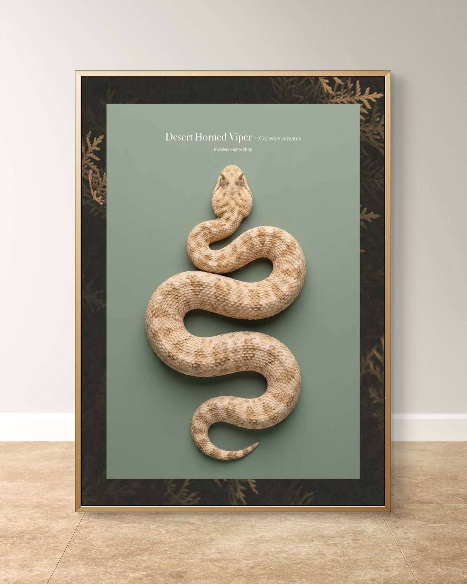 Desert Horned Viper - Cerastes cerastes