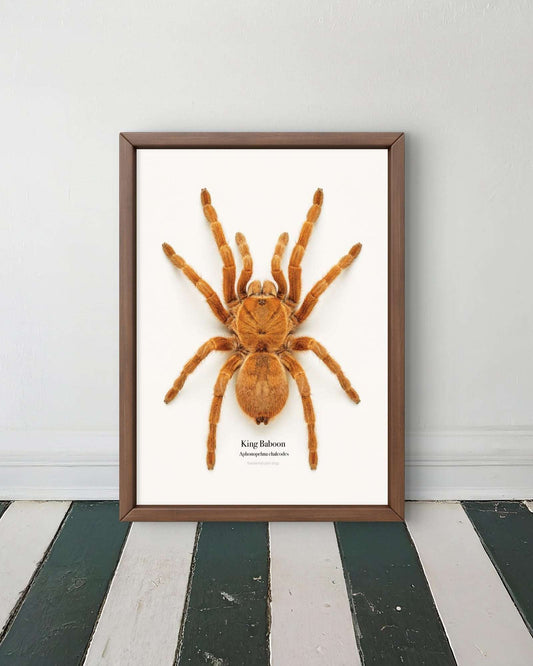 King Baboon Aphonopelma chalcodes