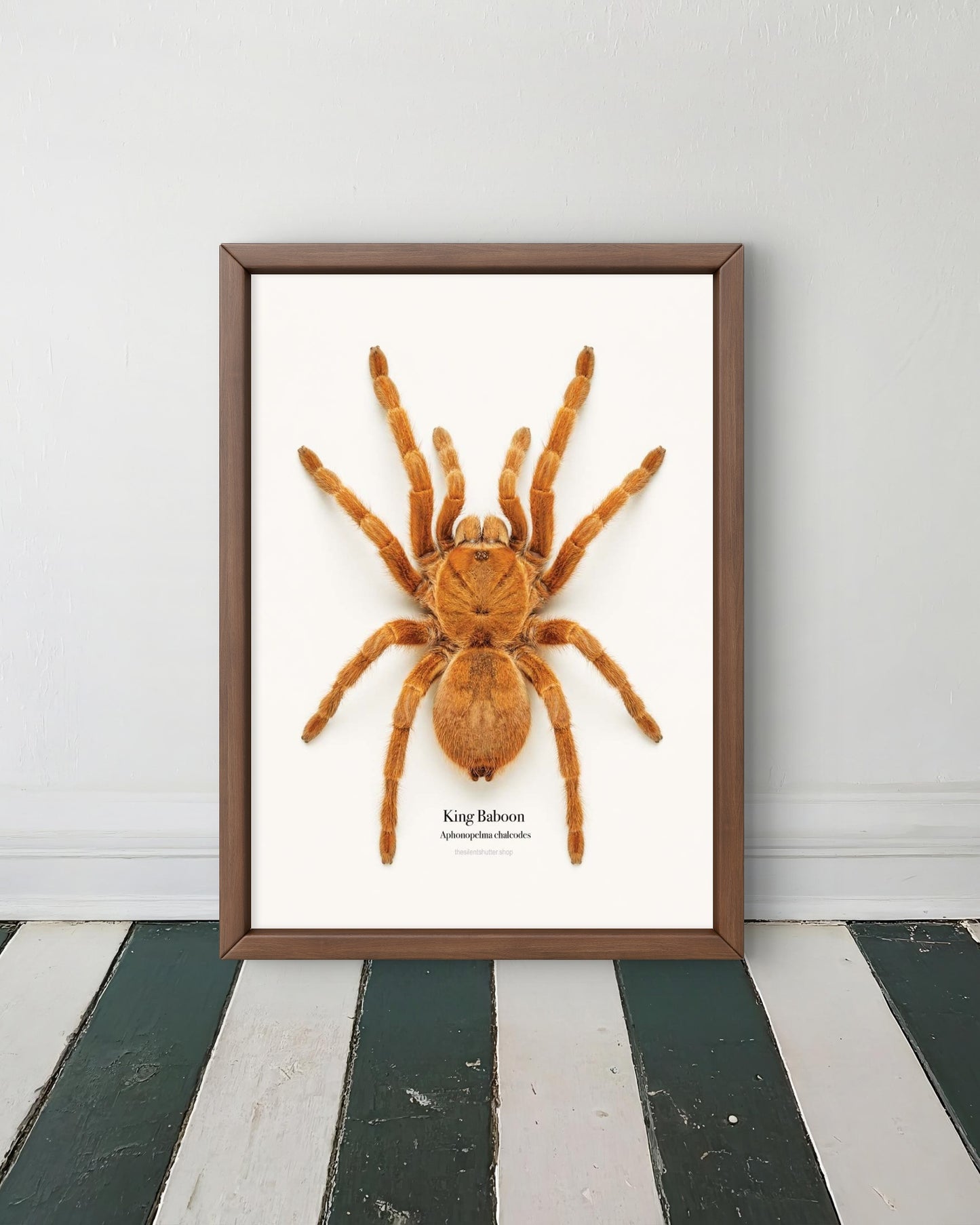 King Baboon Aphonopelma chalcodes