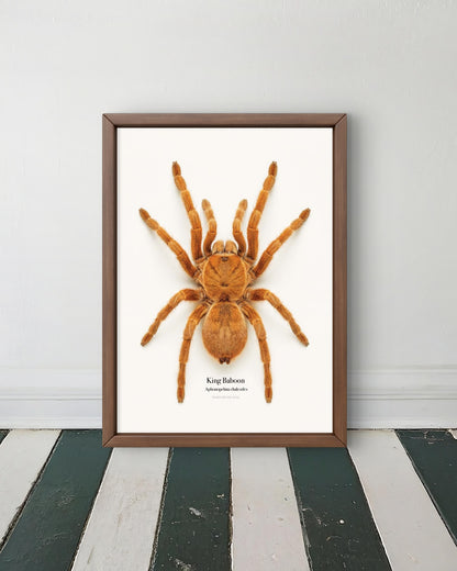 King Baboon Aphonopelma chalcodes