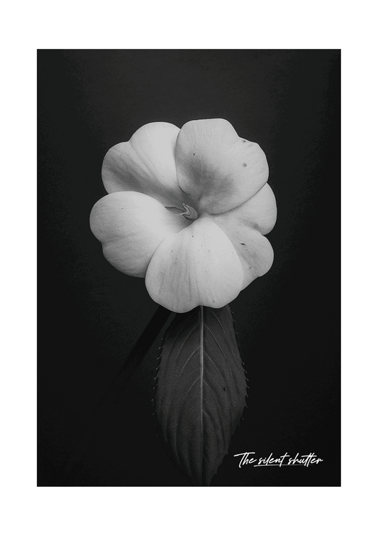 White Impatiens - The Silent Shutter