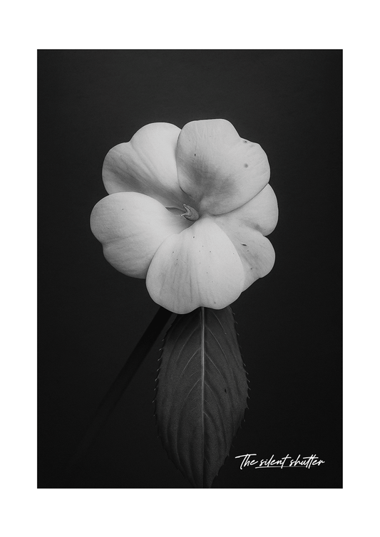 White Impatiens